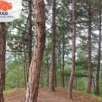 Best Travel Agency in Bhubaneswar for Odisha Hill Stations