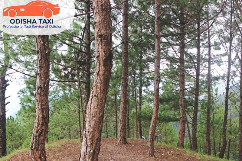 Top Hill Stations of Odisha to Visit This Summer