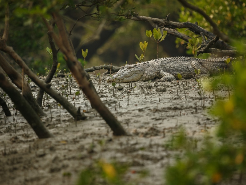 Mangrove boat ride Bhitarkanika National Park Odisha wildlife tour