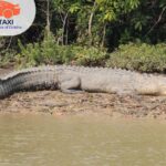 Top Travel Agency in Bhubaneswar: 7 Reasons to Visit Bhitarkanika