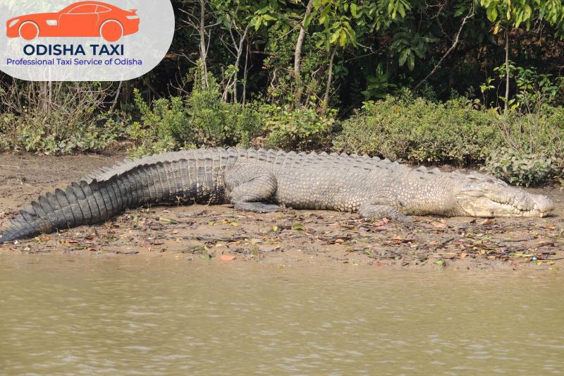 Top Travel Agency in Bhubaneswar: 7 Reasons to Visit Bhitarkanika