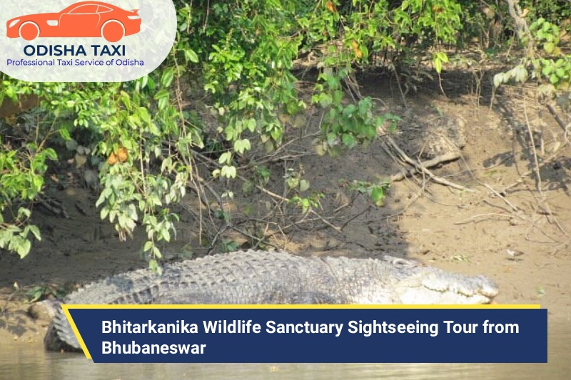 Bhitarkanika Wildlife Sanctuary Sightseeing Tour from Bhubaneswar
